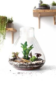 Machu Picchu Inspired Terrarium Image